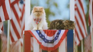 대중문화가 정치에 미치는 영향