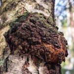 버섯 커피 트렌드